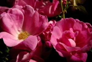 PINK KNOCKOUT (shrub)